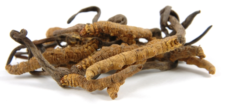 cordyceps-sinensis-caterpillar-fungus